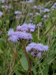 Image result for Helichrysum cephaloideum