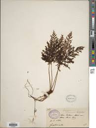 Image result for Abrodictyum rigidum