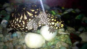 Native to northern india, pakistan and bangladesh. Black Spotted Pond Turtle Feeding Fish Food Youtube