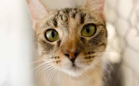 Ultimately, the color of a baby's eyes depends on two things: Mesmerizing Fun Facts About Cats Eye Colors Cole Marmalade