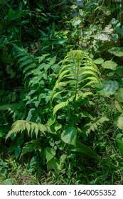 Image result for Ampelopteris