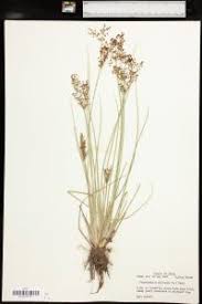 Image result for Fimbristylis quinquangularis