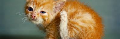 Dogs have mites on their body but if the mites reproduce too quickly, or become too much in number, your dog may end up with itchy red spots, loss of fur, or scabby spots. Mange In Cats Causes Treatment My Pet Needs That