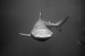 16 Bali Sharks Ideas In 2021 Bali Shark Shark Conservation