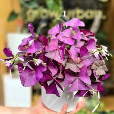 Image result for Oxalis purpurascens
