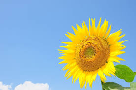 Bunga matahari dengan nama lain helianthus annus l yang merupakan tumbuhan musiman dari tumbuhan ini memiliki ciri yang khas seperti bentuk besar, kebanyakan berwarna kuning terang. Bunga Matahari Bunga Musim Panas Bunga Kuning Bunga Langit Biru Kuning Kerapuhan Alam Daun Bunga Tanaman Berbunga Pxfuel