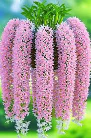 Image result for Rhynchosia alluaudii