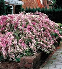 Maybe you would like to learn more about one of these? 17 Shrubs In Florida Ideas Shrubs Plants Garden Shrubs