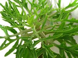 Image result for Kalanchoe laciniata