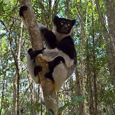 National Geographic On Instagram An Indri Lemur At Andasibe Madagacar Photo By Salvarezphoto Stephen Alvarez This Critically Endang Animals Lemur Mammals