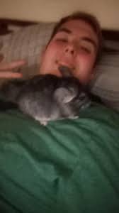 Rehoming gray chinchillas in Aiken SC