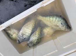 Harris Brake lake fishing