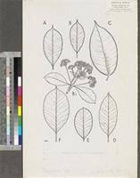 Image result for Syzygium owariense