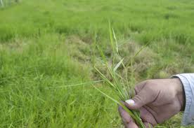 Image result for Acroceras macrum