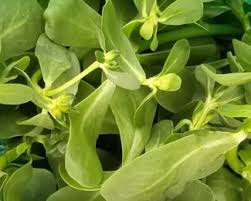 In addition, purslane can provide other health benefits, like: Purslane For A Succulent Salad With A Medieval Twist