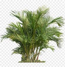 Render of plant on white background with alpha for cutout png. Tropical Plants Png Tropical Plant Png Image With Transparent Background Toppng