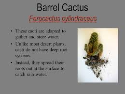 This adaptation is what gives them their main characteristics. Ferocactus Cylindraceus Barrel Cactus Ferocactus Cylindraceus Eukaryote Nucleus In Cells Multicellular Cell Wall Autotroph Sessile Sexual Reproduction Ppt Download