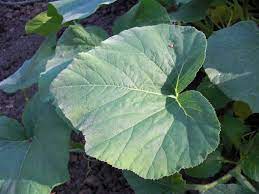 Squash plant leaves will appear as dusted with white flour when powdery mildew has infected the plant. More Squash Practice Differentiating Squash Species Squash Practice