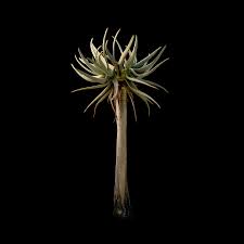 Image result for Aloidendron
