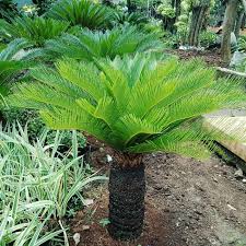 Kami kami rizki taman menyediakan macam macam tanaman hias dan pohon pelindung bebagai jenis dengan berbagai ukuran dari yang berdiameter kecil sampai yang berdiameter besar tergantung dengan keinginan taman sikas. Jual Palem Sikas Palem Pohon Sikas Kab Bogor Rendy Store Global Tokopedia