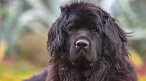 All puppies are akc registered with guarantee. Newfoundland Dog Breed Information Facts Traits Pictures More