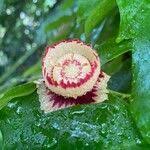 Image result for Napoleonaea septentrionalis