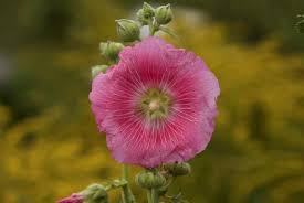 We did not find results for: Common Edible Flowers Space For Life