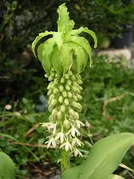 Image result for Eucomis
