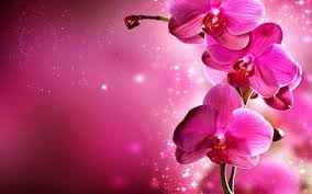 See more ideas about flower backgrounds, wallpaper backgrounds, pretty wallpapers. Best 56 Orchid Background On Hipwallpaper Orchid Flowers Wallpaper Orchid Wallpaper And Orchid Background
