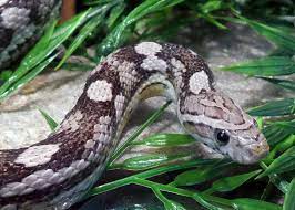 Domino The Anerythristic Corn Snake Corn Snake Snake Animals