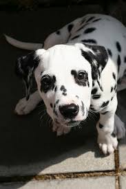 Hier möchten wir vielen hunden helfen dieses  ihr . Hunde Die Ein Zuhause Suchen Hundetraining Hundebetreuung Zehenganger Gbr