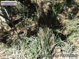 Image result for Cynanchum gerrardii