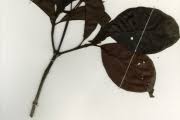 Image result for Psychotria articulata