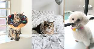 Life jacket life jackets marine dog life jacket life jacket light anti cat scratch tape cat litter mat cat water fountain pet life jacket dog cosplay shark swimsuit lobster life jacket wholesale. Haiwan My Bespoke Luxury Pet Accessories Online Kl