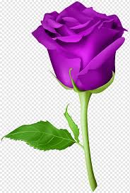 Blue purple and orange flowers. Purple Rose Illustration Blue Rose Artificial Flower Rose Purple Blue Violet Orange Png Pngwing