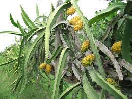 Pitaya Jaune Selenicereus Megalanthus Dragon Fruit Plant Yellow Dragon Fruit Dragon Fruit