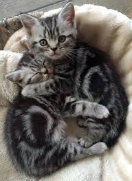 Black And Grey Tabby Kittens I Like To Swim I Ve Wanted To Get A Ninja Mask Snorkel For Ages And I M Rubbish At Swimming To Be Honest Kittens Cutest Tabby Kitten Tabby Cat