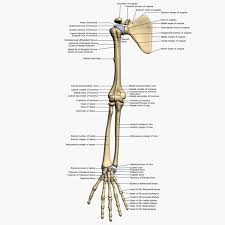 The ulna is usually slightly longer than the radius, but the radius is thicker. Radius Bone Labelled You Will Be Required To Label The Ulnar Notch Styloid Process Of Ulna Trochlear Notch