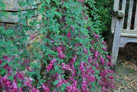 Commonly known as bush clover. Lespedeza Thunbergii Emerald Plants