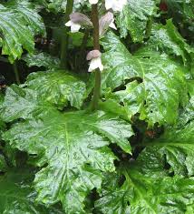 Image result for Aeollanthus pubescens