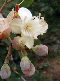 Image result for Hymenaea