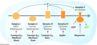 Adenosinum triphosphoricum (аденозинум трифосфорикум) d10. Statine Und Coenzym Q10