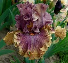 Fly Your Colors Tall Bearded Iris Iris Flowers Iris Garden Beautiful Flowers Photos