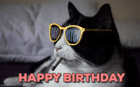 Happy Birthday Cat Gif On Gifer By Daigis