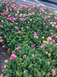 Pin Em Mygardenanswers