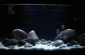 We did not find results for: Type Of Rock For A Tanganyikan Setup Fish Aquarium Decorations African Cichlid Aquarium Aquarium Sand