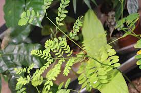 Image result for Schizolobium parahyba