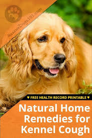 Natural Home Remedies For Kennel Cough Home Remedy For Cough Natural Home Remedies Dog Health Tips