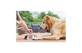 Puppy Food Brands Other Ways To Treat A Malnourished Dog