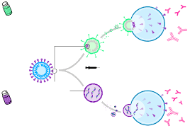 Germany and italy resumed vaccinations with the shot on friday, the day after the european medicines. Astrazeneca Azn Oxford Covid 19 Vaccine Delivers Here S What We Know Bloomberg